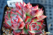 블랙스완1194 : 다육식물 - 엑스플랜트