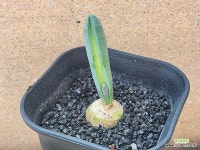 아프리카식물/오니소갈룸 유니폴리아툼-4438 모주 아프리카농장 : 아프리카식물(코덱스) - 엑스플랜트