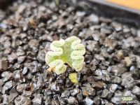 아프리카식물/에리오스퍼뭄 티타놉소이데스-4441 아프리카농장 : 아프리카식물(코덱스) - 엑스플랜트