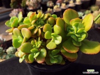 홍매화철화 37 : 다육식물 - 엑스플랜트