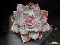 화이트소울 30-16 : 다육식물 - 엑스플랜트