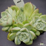 말간1120-492 : 다육식물 - 엑스플랜트