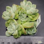 말간1120-492 : 다육식물 - 엑스플랜트