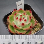 블루드래곤1120-689 : 다육식물 - 엑스플랜트