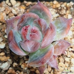 1464 콜로세움 : 다육식물 - 엑스플랜트