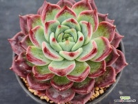 루미레스 258 : 다육식물 - 엑스플랜트