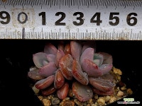 어큣핑크(소) 31-55 : 다육식물 - 엑스플랜트