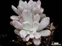 롤리폴리백금 31-102 : 다육금 - 엑스플랜트