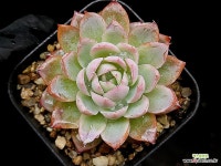 바이올렛퀸(소) 31-147 : 다육식물 - 엑스플랜트