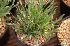 콩코르디아 : 아프리카식물 - 엑스플랜트