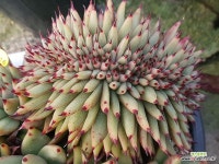 마제스타 철화 411-3316 : 다육철화 - 엑스플랜트