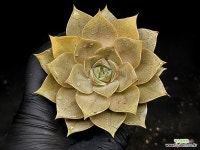 신비로즈(중) 33-47 : 다육식물 - 엑스플랜트