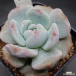 먼로1122-609 : 다육식물 - 엑스플랜트