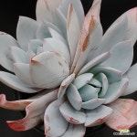 백련1122-807 : 다육식물 - 엑스플랜트