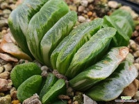 정고금 111-3548 : 하월시아 - 엑스플랜트