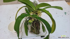 Gastrochilus obliquus.가스트로칠러스 오블리쿠스.사이즈큰것.부작걸이.예쁜꽃.은은한향기.꽃대. : 기타 서양란 - 엑스플랜트