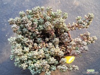 희성미인(분째배송합니다)11231 : 다육식물 - 엑스플랜트