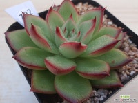 홍비 792 : 다육식물 - 엑스플랜트