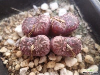 마킨스플럼11277 : 코노피튬 - 엑스플랜트