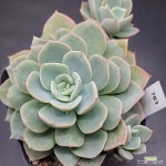 레몬스위티1123-783 : 다육식물 - 엑스플랜트