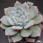 파랑새1123-823 : 다육식물 - 엑스플랜트