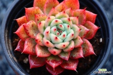 오니히메2560 : 다육식물 - 엑스플랜트