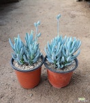 만보(청월) : 다육식물 - 엑스플랜트