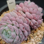 어메이징그레이스1124-631 : 다육식물 - 엑스플랜트