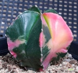 난봉옥금 실생 명품/튼실하고 금상태 조아요 : 선인장 - 엑스플랜트