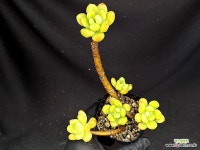 춘맹(자연군생) 37-27 : 다육식물 - 엑스플랜트