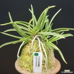 72어성복륜 御城覆輪 Gojo Fukurin 풍란,부귀란,원예종,Neofinetia... 72어성복륜 御城覆輪  Gojo Fukurin 풍란,부귀란,원예종,Neofinetia... 