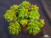 사과꽃2559 : 다육식물 - 엑스플랜트