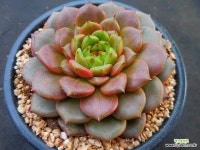 신디2568 : 다육식물 - 엑스플랜트