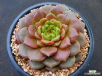 신디2568 : 다육식물 - 엑스플랜트