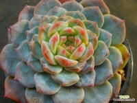 호박2572 : 다육식물 - 엑스플랜트