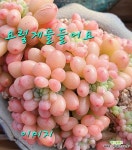 핑크체리 자연왕대품 681 : 다육식물 - 엑스플랜트
