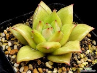 장미금(중) 38-2 : 다육금 - 엑스플랜트