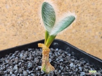 아프리카식물/스트루마리아 빌로사-4588 아프리카농장 : 아프리카식물(코덱스) - 엑스플랜트