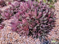 마제스타철화풀린 군생 : 다육식물 - 엑스플랜트