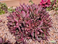 마제스타철화풀린 군생 : 다육식물 - 엑스플랜트