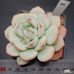 바닐라비스1127-395 : 다육식물 - 엑스플랜트