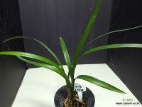 한란 색설기화 주탄동자 : 기타 동양란 - 엑스플랜트