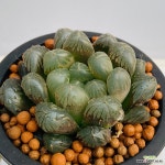 하월시아 도도손 잘생겼어요 안전분째배송 산아래다육이 1170... 도도손  잘생겼어요 안전분째배송 산아래다육이  1170 : 하월시아 - 엑스플랜트