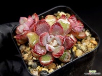 퍼플드림 40-67 : 다육식물 - 엑스플랜트