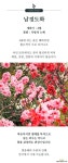 남경도화 나무 묘목 접목 꽃복숭아 : 조경나무 묘목 - 엑스플랜트