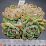 교배종1128-346 : 다육식물 - 엑스플랜트