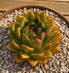 창sp 27-33 : 다육식물 - 엑스플랜트