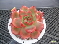 프랭크11-3631 : 다육식물 - 엑스플랜트