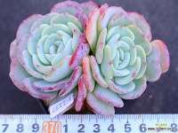 몽블랑(자연)11-1137 : 다육식물 - 엑스플랜트