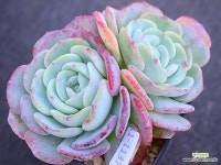 몽블랑(자연)11-1137 : 다육식물 - 엑스플랜트